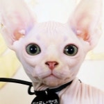 고양이분양 전문 달루나캣츠 왕십리점