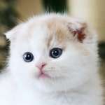 고양이분양 전문 달루나캣츠 왕십리점