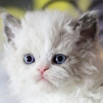 고양이분양 전문 달루나캣츠 왕십리점