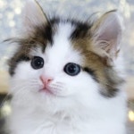 고양이분양 전문 달루나캣츠 왕십리점