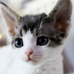 고양이분양 전문 달루나캣츠 왕십리점