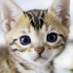 고양이분양 전문 달루나캣츠 왕십리점