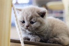 고양이분양 전문 달루나캣츠 왕십리점