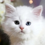 고양이분양 전문 달루나캣츠 왕십리점