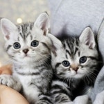 고양이분양 전문 달루나캣츠 왕십리점