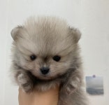 제주 강아지 위드미