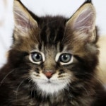 고양이분양 전문 달루나캣츠 왕십리점