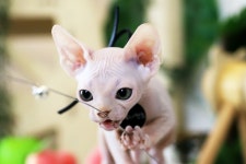 고양이분양 전문 달루나캣츠 왕십리점