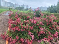 백송조경농원