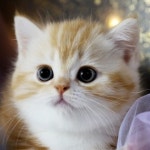 고양이분양 전문 달루나캣츠 왕십리점