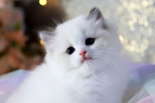 고양이분양 전문 달루나캣츠 왕십리점