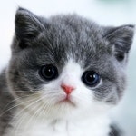 고양이분양 전문 달루나캣츠 왕십리점