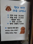 현대애견