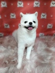 귀여워강아지