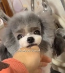 앨리스코리아켄넬