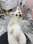 머무름 펫