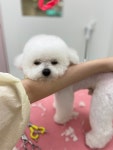 머무름 펫