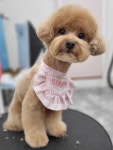 머무름 펫