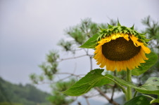 행복한나드리캠핑장