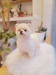 공언니펫살롱