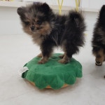 퍼피가든 애견 호텔 유치원