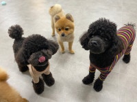 도그레이 애견유치원 애견호텔