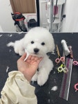 럽퍼피살롱