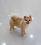 뽀독 시흥정왕점