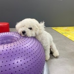 도그레이 애견유치원 애견호텔