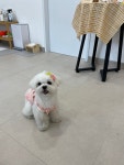 하이보리