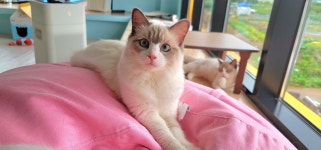 솔빈마루 고양이카페