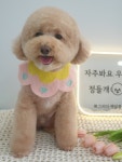그리다펫살롱