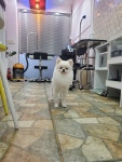 이발하개
