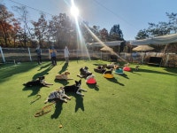 애견학교 바니버니 애견훈련소&애견호텔