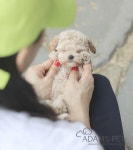 인천강아지분양 고양이분양 엘르펫