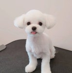하이테디