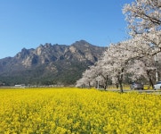 월출산 여우네민박