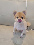 개냥아치
