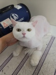 개냥아치