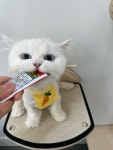 봄동살롱 고양이미용실
