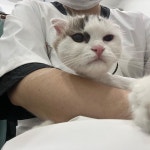 봄동살롱 고양이미용실