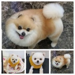 뽀미 애견미용샵