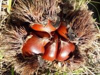 가야산황토율원