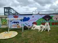 서촌동댕번지 애견 호텔&유치원&카페