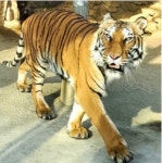 생골촌사슴타조농장