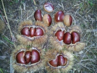 가야산황토율원