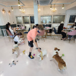 아이조아펫파크 서울점