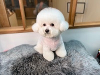 아리카펫살롱 분당점