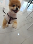 주주펫살롱