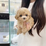 멍앤냥 강아지고양이 안양점